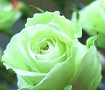 (10) Classic Rose Seeds Perennial Flower Garden Plant Bush Tea Usa Seller Track. Fixed Price $7.88.