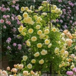 (10) Climber Rose Seeds Perennial Flower Garden Climbing Plant Usa Seller Track. Fixed Price $7.88.