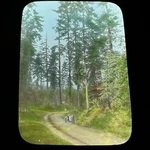 Antique Magic Lantern Glass Slide Redwood First Color View. Fixed Price $17.95.
