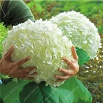 (10) Hydrangea Seeds Perennial Flower Garden Bush Plant Usa Seller W/track. Fixed Price $8.10.